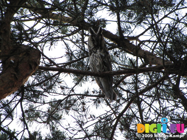 SX06041 Long-eared owl (Asio otus) in Soesterduinen